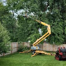 Tree and Shrub Care in Whitefish Bay, WI