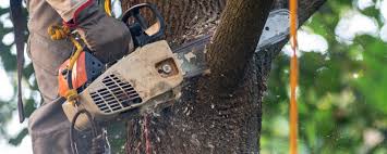 Why Choose Our Tree Removal Services in Whitefish Bay, WI?